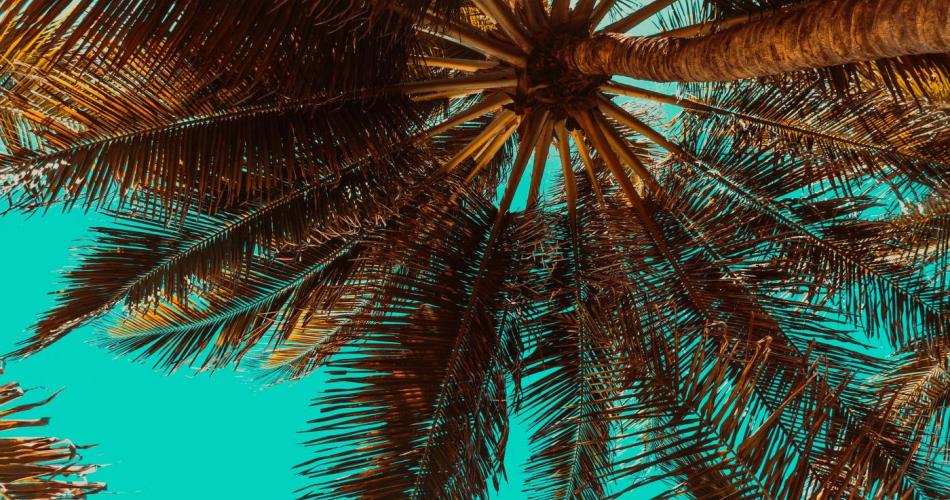 Palme